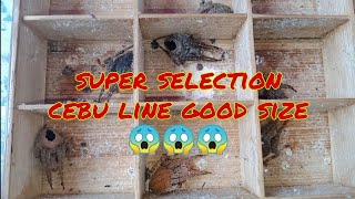 Super selection cebu line good size😱😱😱