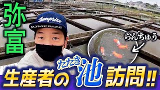 【金魚生産者】弥富最大級のたたき池‼︎「らんちゅう」「オランダ」「江戸錦」「蝶尾」この道60年以上の匠。素晴らしい飼育場をご覧下さい‼︎