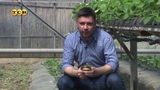 Как создать клубничный рай. 6 соток 18.04.2017