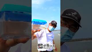 釣沙梭養在哪裡比較實在？ #shorts #fishing #short