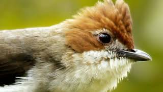 Playtube Pk Ultimate Video Sharing Website