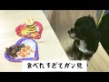 【チワプー】㊗️２歳のお誕生日の記録🎊【簡単手作り犬用ケーキ作ってみた】