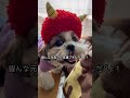 【節分の日】巻き寿司巻いたからじーちゃんばーちゃんに届けに行って来たじょ！ dog shihtzu シーズー 犬 いぬのいる生活 節分