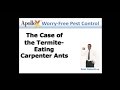 Termite-Eating Carpenter Ants