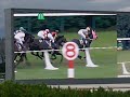 2011 第72回菊花賞　三冠馬誕生　triple crown horse birthday celebration kikuka sho 72nd