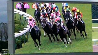 2011 第72回菊花賞　三冠馬誕生　Triple Crown horse birthday celebration Kikuka Sho 72nd