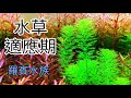 水草造景 如何判定水草適應新環境了？  羅賓水族問答