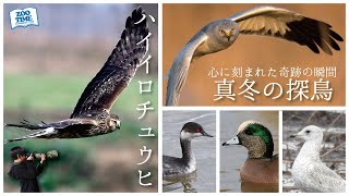 【54 野鳥天国】心が躍る瞬間！真冬の野鳥たちの生態と感動的な出会い 【ハイイロチュウヒ】雌雄共に登場