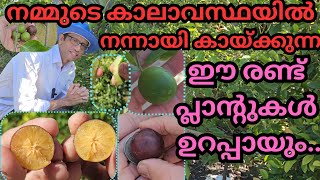 മഴയായാലും,വെയിലായാലും നിറയെ കായ്ക്കും#plants#fruits#harvestimg#tropical plants#sweetluby#lemon