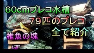 60cmキンペコ水槽大掃除、何と78匹のプレコが入っていました。全て紹介します。