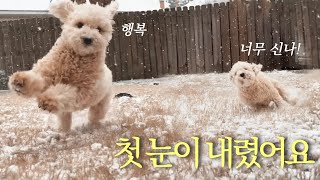 미니골든두들 샌디의 첫 눈, 개신남 ❄️🐾 미국 남부 첫눈