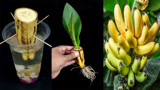 Crazy Skill how to grow Banana from banana fruit with water