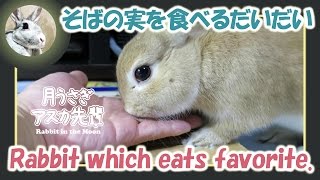 そばの実を食べる【 だいだい 】　2015年11月13日