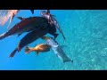 Berburu Ikan Karang - Spearfishing Indonesia