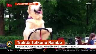 Bu köpek traktöre binip tarla sürüyor