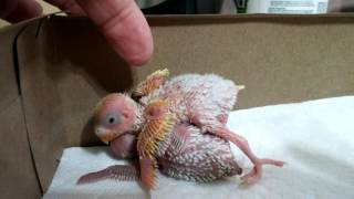 Baby Budgies | 7 and 9 Days Old