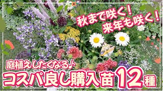 【コスパ良し!な購入苗】梅雨でも買いたい!庭植えしたくなる秋まで咲く花・来年も咲く宿根草【初夏のガーデニング】