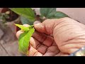 ದಾಸವಾಳ ಗಿಡ bushhy ಆಗಿ ಬರಲು ಏನು ಮಾಡಬೇಕು hibiscus gardenplants terraceflowers viralvideo