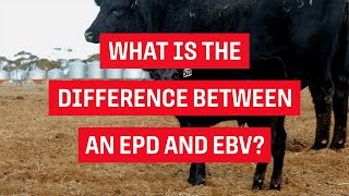 WHAT IS THE DIFFERENCE BETWEEN AN EPD AND EBV?