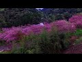 【公式】一心寺ぼたん桜「雲海まつり」ご紹介