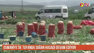 Osmaniye'de Turfanda soğan hasadı sürüyor