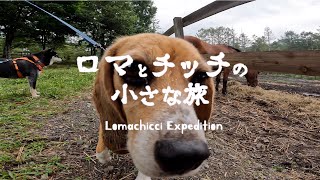 【開田高原】ビーグルと柴犬が木曽馬とふれあいの旅【ロマチッチ】