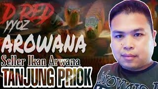 D'RED YYOZ AROWANA - Seller Arwana Tanjung Priok