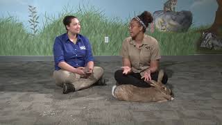 Education Station Giant Flemish Rabbit