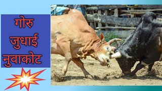 गोरु जुधाई कार्यक्रम नुवाकोट । Bull Fight in Nuwakot.