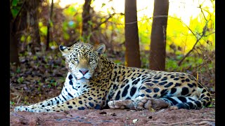 The Jaguar Wildlife Corridor:  The Pantanal, Brazil, by Susan Perz, Ph.D.