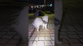 あまりの強風に動揺するポメラニアン…w   #Shorts    A dog that is windy and surprised   【ポメラニアン】