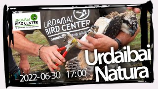 🔴 Primer anillamiento de águila pescadora nacida en el norte peninsular!: Urdaibai Natura 30-06-2022