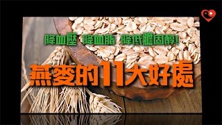 【燕麥的11大好處】降血壓、降血脂、降低膽固醇！