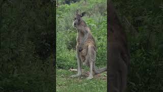 Cattai National Park campground nsw