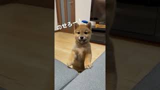 【柴犬子犬】ソファーに上りたいいなり#shorts