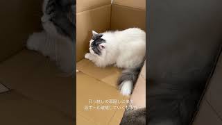 引っ越し準備の邪魔しに来て段ボール破壊していくもふ猫 #shorts