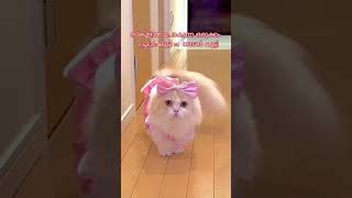 ഏത് കുട്ടി പൂച്ചയാ അടിപൊളി #shortvideo #cat #funnyanimal