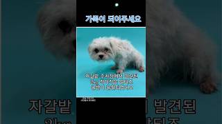 자갈밭 주차장에서 발견된 말티즈 (충남 천안 유기견 보호소)