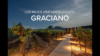 LMV Grapes: Graciano