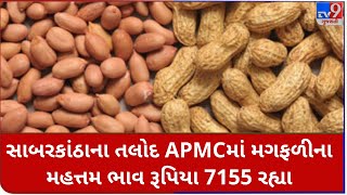 Mandi: સાબરકાંઠાના તલોદ APMCમાં મગફળીના મહત્તમ ભાવ રૂપિયા 7155 રહ્યા |Tv9News