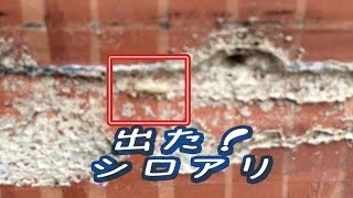 シロアリ被害は畳を替える時に気づく。