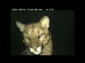 SQL2VD - U idiot (Slowed Reverb)