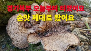 가을 능이버섯 산행 오늘 짜릿했어요