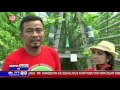 Kebun Hidroponik di Palembang menjadi Tujuan Wisata