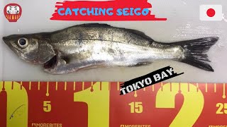 (本牧海づり施設)本牧での釣り Pier Fishing In Yokohama for Japanese Sea Bass -Tokyo Bay (Honmoku)