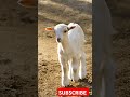 Playful Baby Goat in Action!