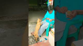 இப்ப தான் சாப்பிட்டு முடிச்சும் மறுபடியும் கேட்ட கிடைக்குமா #funny #comedy #dog 🐶🐶🐶🐩🐕🐕🐕