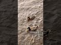 Tranquil Crossing…Serene Waters with Mother and Baby Duck…✨💦❤️✨💦 #asmr #nature #pickNgift