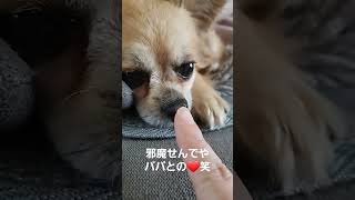 ここさん、邪魔せんでや、パパとの❤️笑 #犬 #dog #チワワ #cute #恋愛