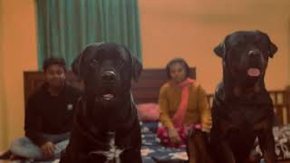 Labrador and Rottweiler can be great as companion dogs. @greenfreshpets